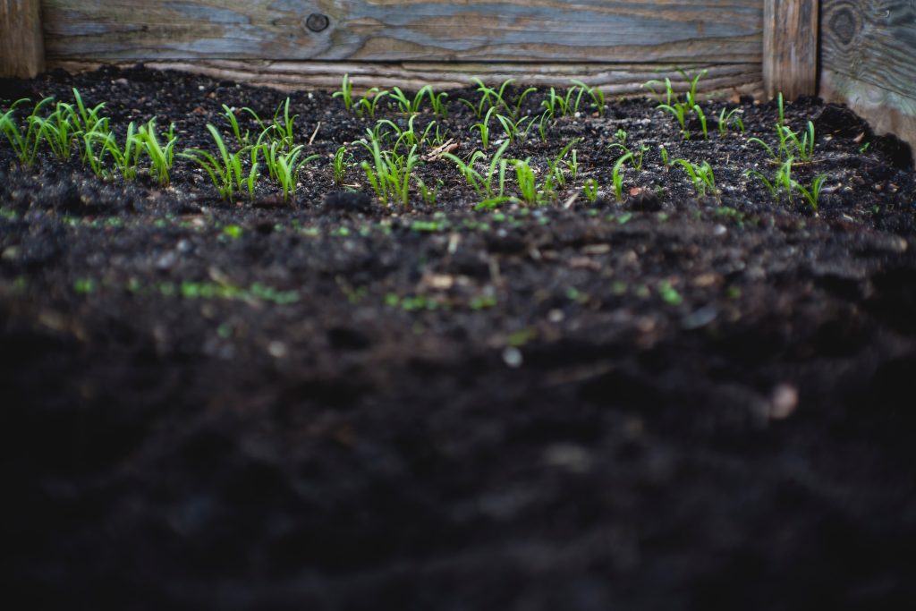 Biochar (Image: Unsplash)