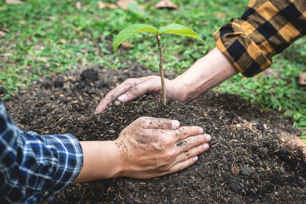 Reforestation is a crucial part of drawing down carbon. (Image: Envato Elements)