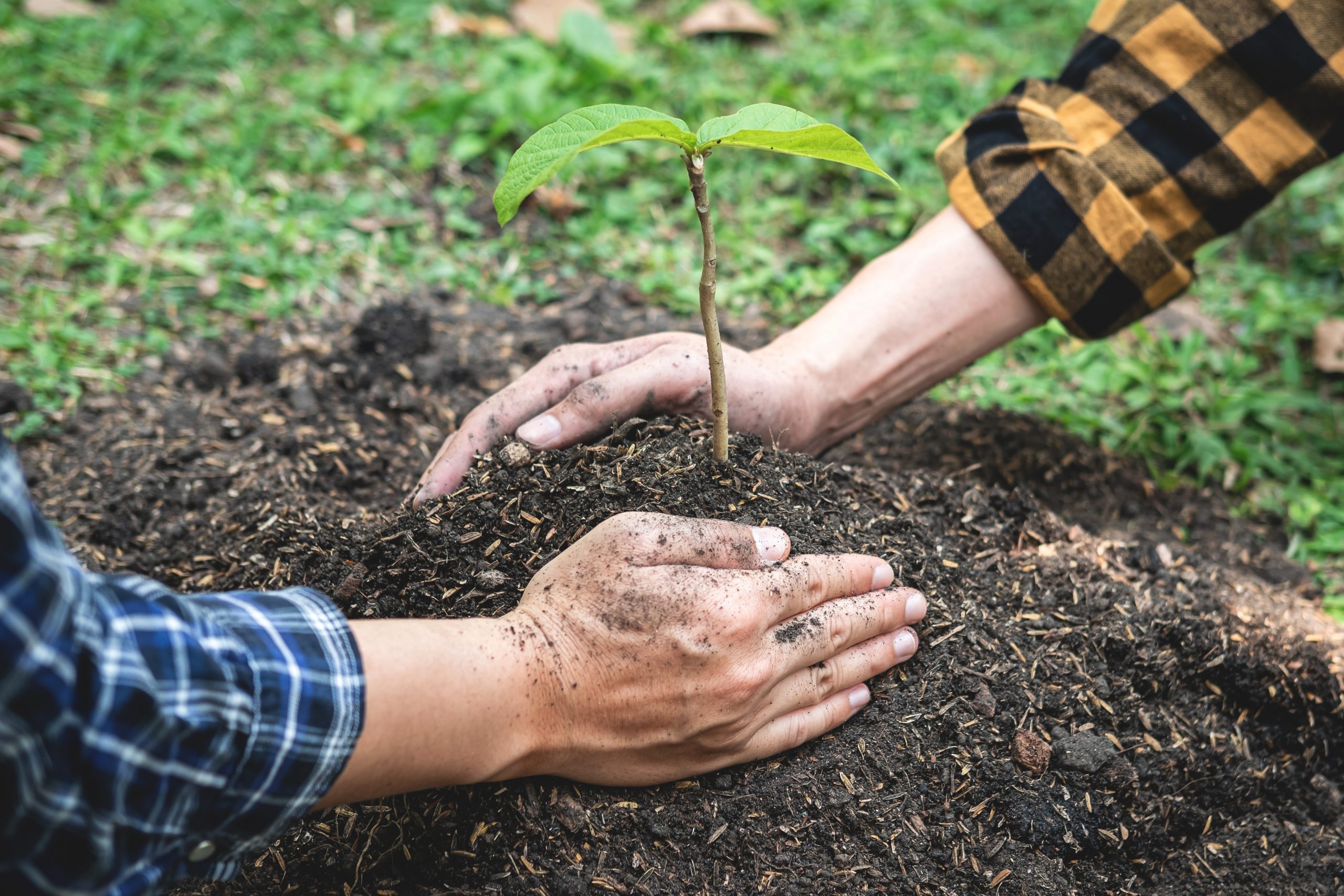Reviving Our Planet: The Impact of Foundation Reforestation Efforts