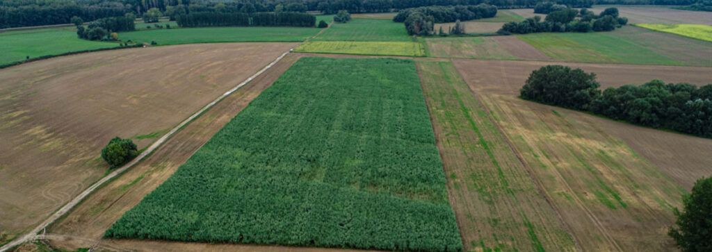 An example of a Xano Grass plot of land. (Image: Hexas)